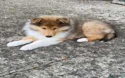 Rough Collie dogs for sale: ROUGH COLLIE SABLE AND WHITE PUPPIES - Image 10
