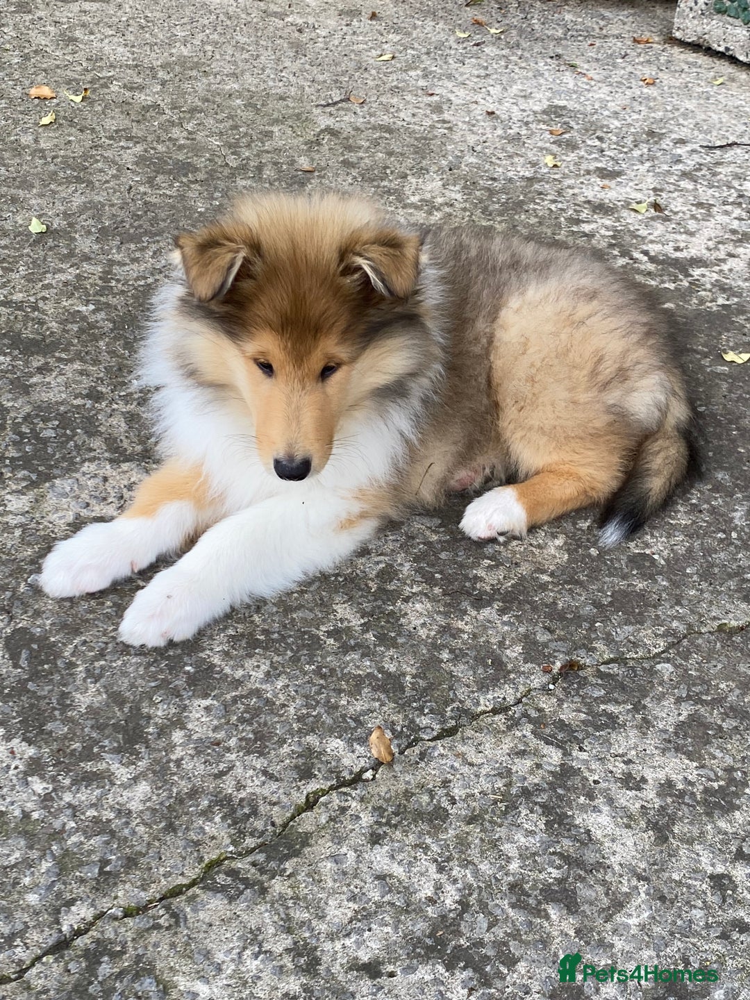 Rough Collie dogs for sale: ROUGH COLLIE SABLE AND WHITE PUPPIES - Image 10
