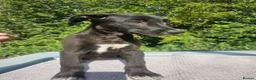 Lurcher dogs for sale: Stunning Kelpie lurchers UPDATED new pics  - Advert 18
