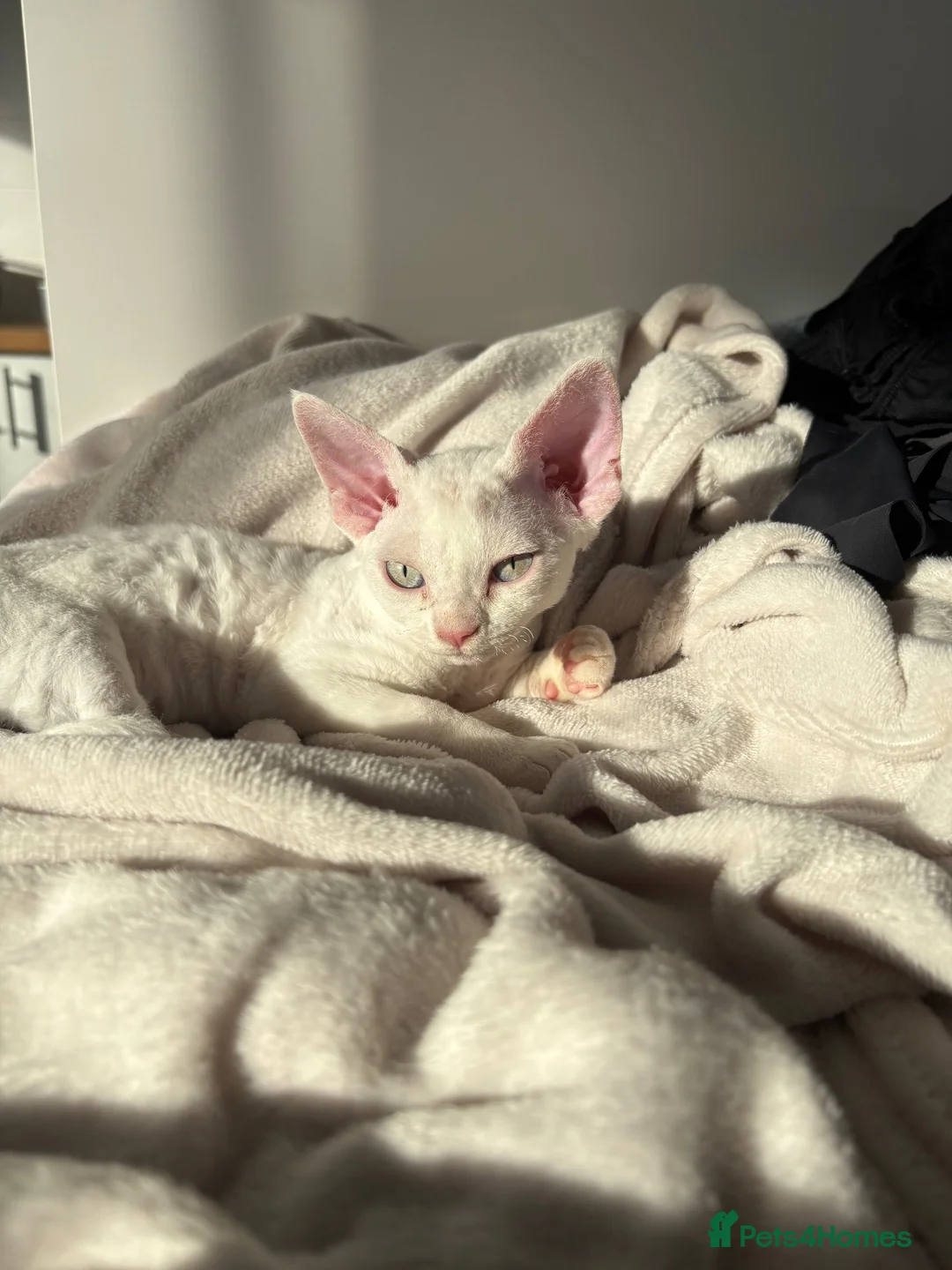 Devon Rex cats for sale: Ready to go ❤️devon rex female available 😻❤️ - Advert 1