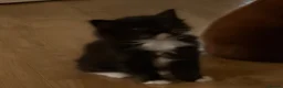 Ragdoll cats for sale: Ragdoll tuxedo black & white - Advert 7
