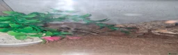 Tarantulas invertebrates for sale:  Tlitocatl albopilosus (curly hair PAIR) - Advert 4