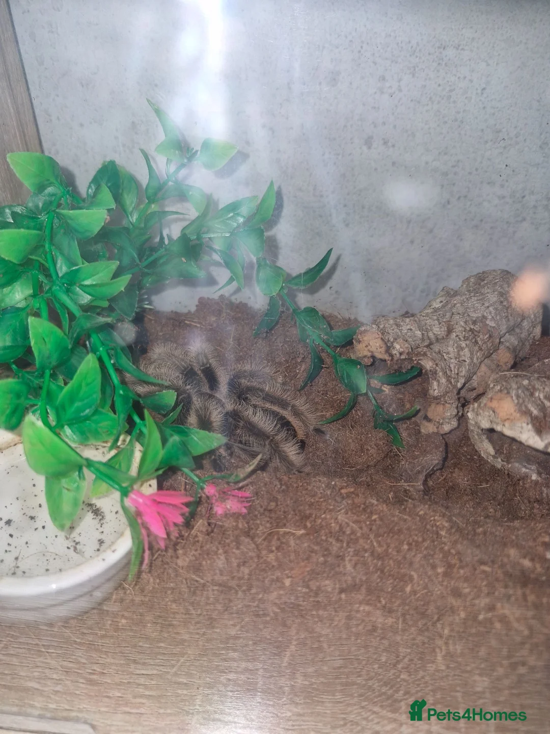 Tarantulas invertebrates for sale:  Tlitocatl albopilosus (curly hair PAIR) - Advert 4