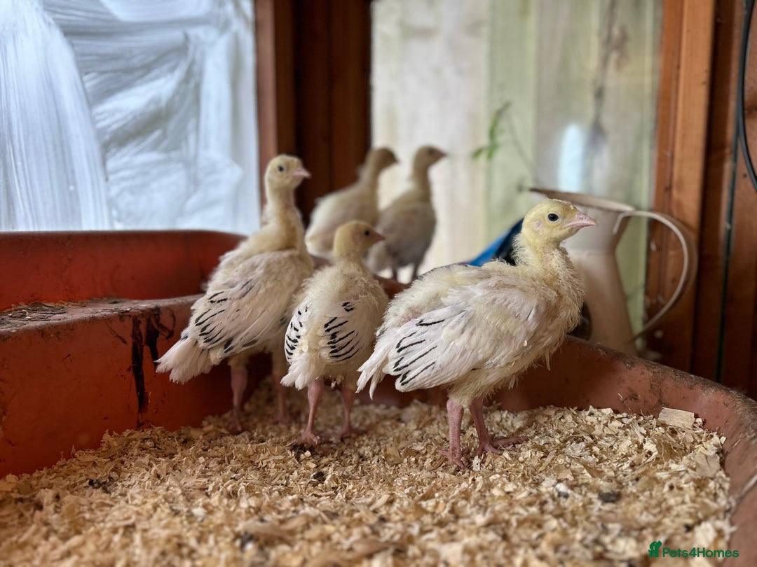 Turkeys poultry for sale: Sweet grass turkey poults - Image 2