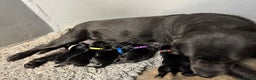 Goldador dogs for sale: Gorgeous Black Goldadors   - Advert 2