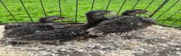 Ducks poultry for sale: Mallard ducklings  - Advert 3