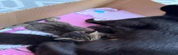 Mixed Breed cats for sale: Kittens for new homes asap in Slough - Advert 8