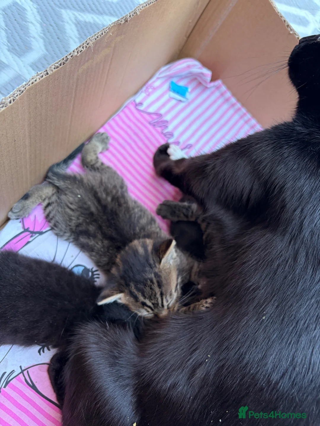 Mixed Breed cats for sale: Kittens for new homes asap in Slough - Advert 8