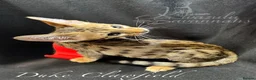 Savannah cats for sale: 2 and 3 months old. Tica Regist. Savannahs - Advert 30