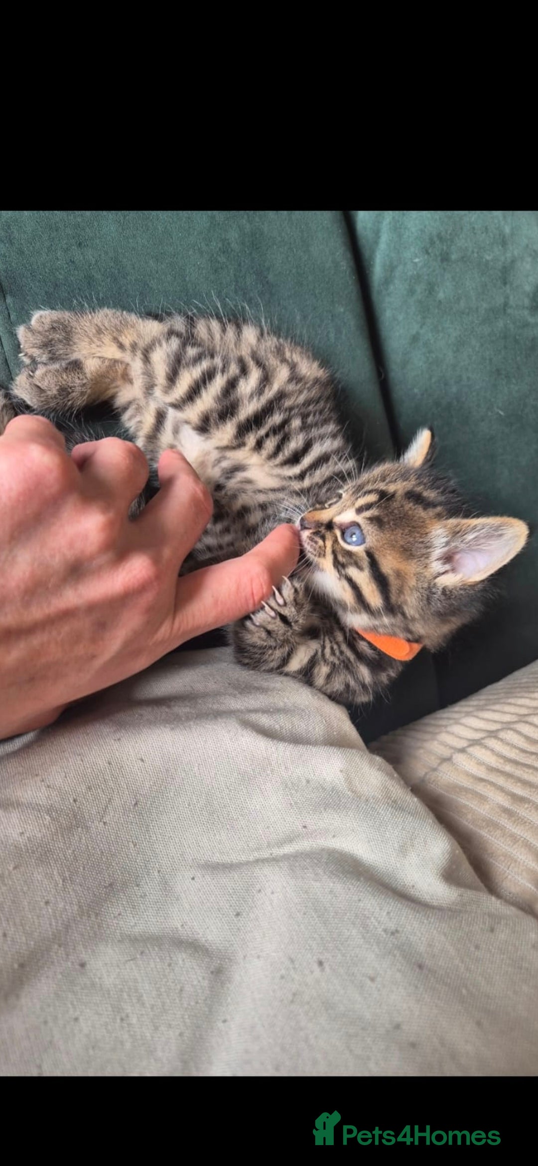 Domestic Shorthair cats for sale: 5 stunning tabby kittens  - Image 10