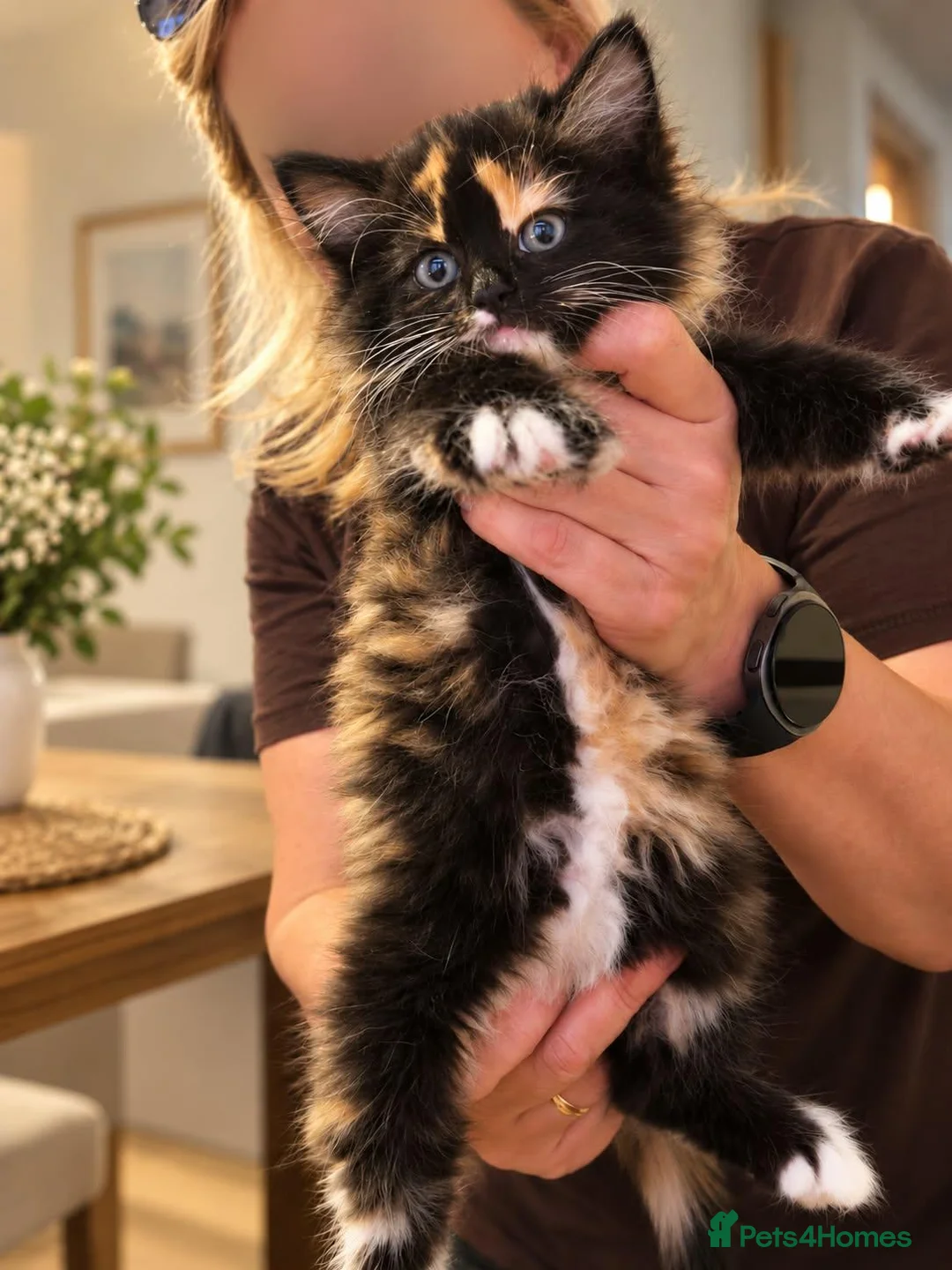 Mixed Breed cats for sale: Kittens looking for a home - Advert 2