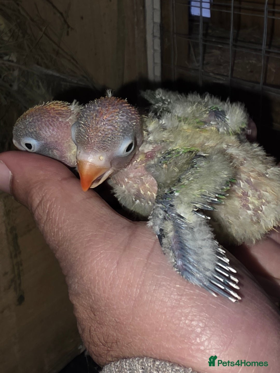 Lovebirds birds for sale: 100% split ino baby love bird  - Advert 3