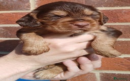 Cocker Spaniel dogs for sale: 3Beautiful show type cocker spaniels 💕♥️ 💙💕 - Image 17