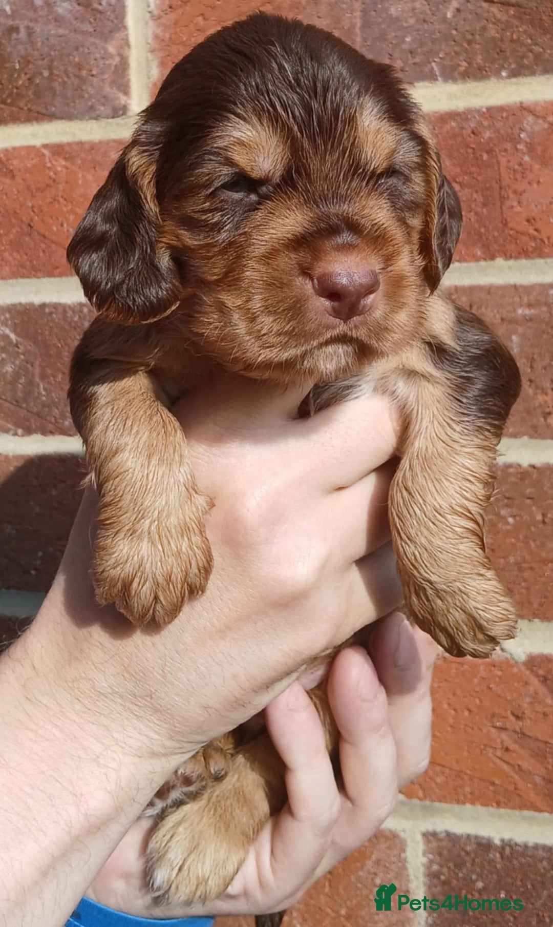 Cocker Spaniel dogs for sale: 3Beautiful show type cocker spaniels 💕♥️ 💙💕 - Image 17