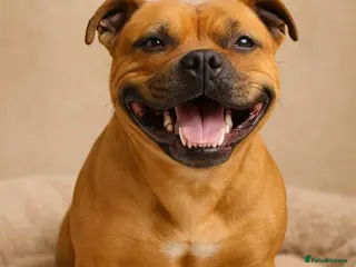 Staffordshire Bull Terrier dogs SCOOBY NOW AVAILABLE FOR STUD IN THE UK - Advert 6