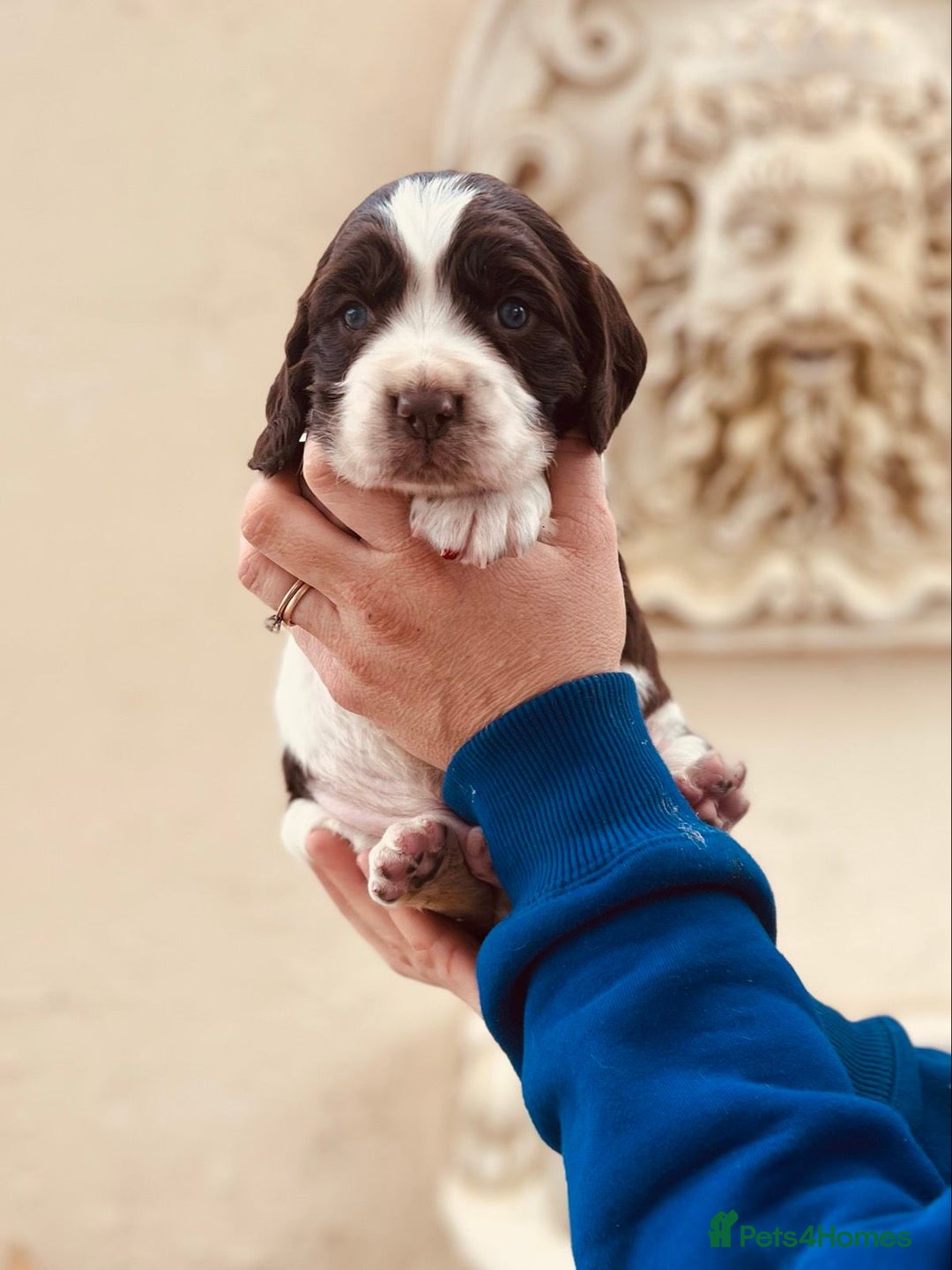 English Springer Spaniel dogs for sale: Liver/whitee Springer Spaniels - Image 6
