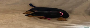 Dachshund 1