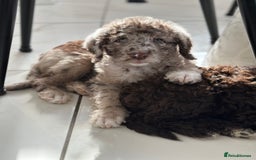 Australian Labradoodle dogs for sale: *waiting list* Australian labradoodles - Image 24