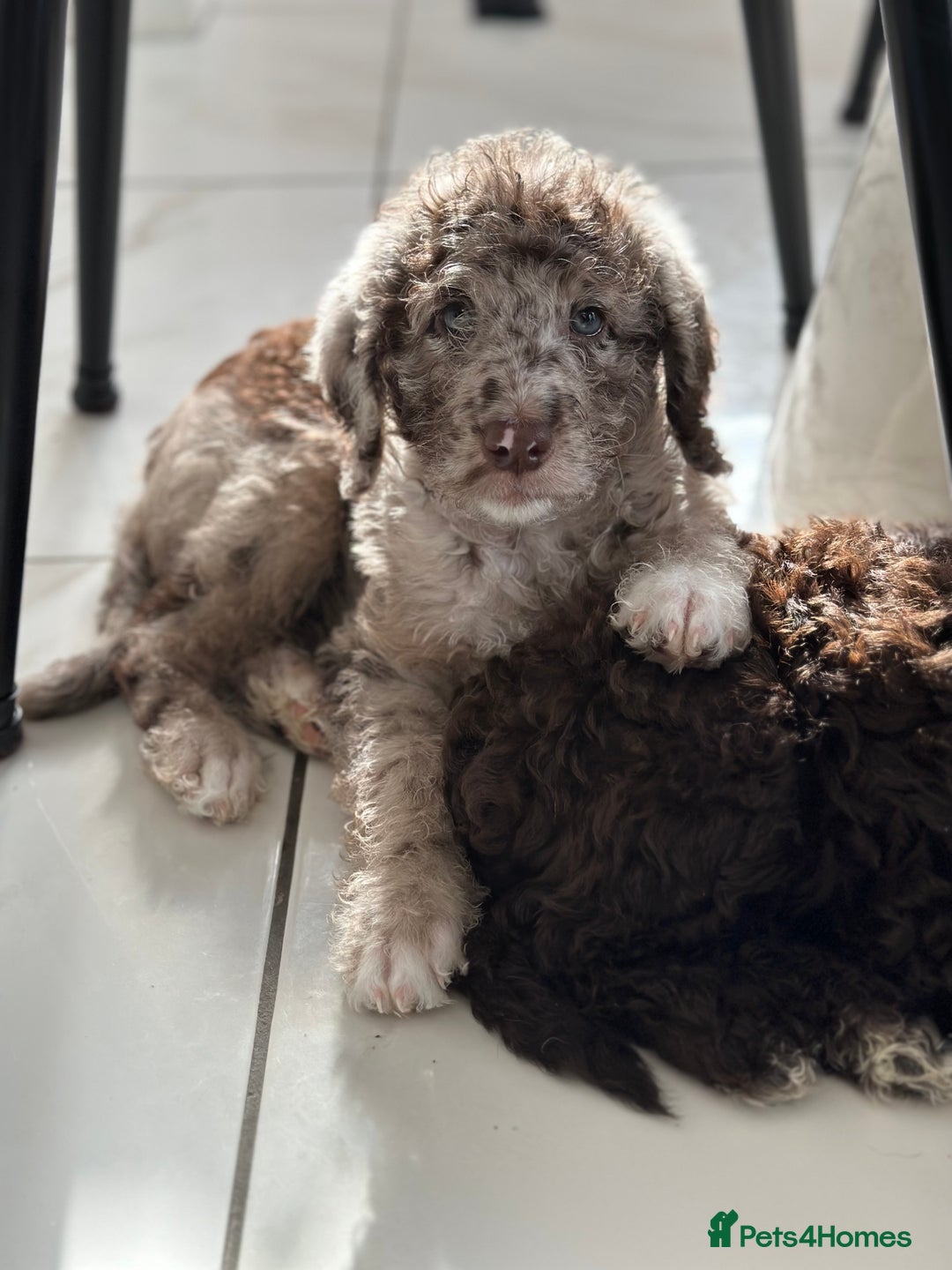 Australian Labradoodle dogs for sale: *waiting list* Australian labradoodles - Image 24