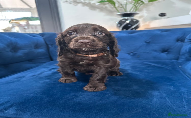 Cocker Spaniel dogs - Advert 2