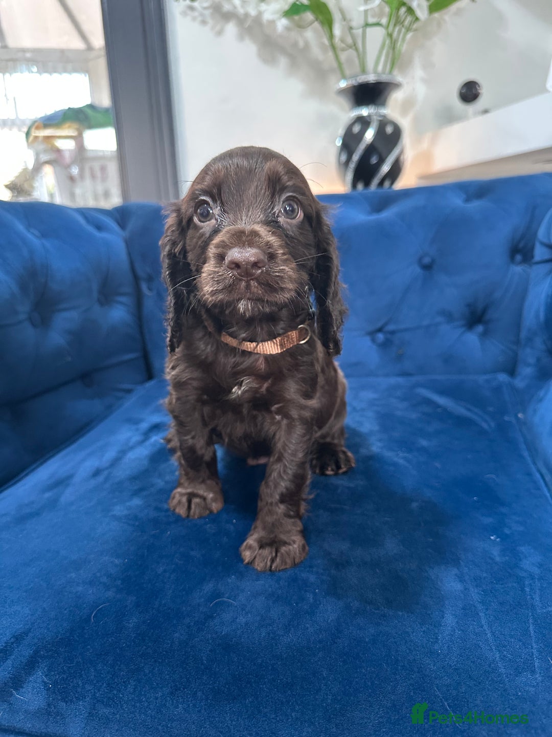 Cocker Spaniel dogs for sale: Beautiful litter of cocker spaniel pups 4 left  - Image 1