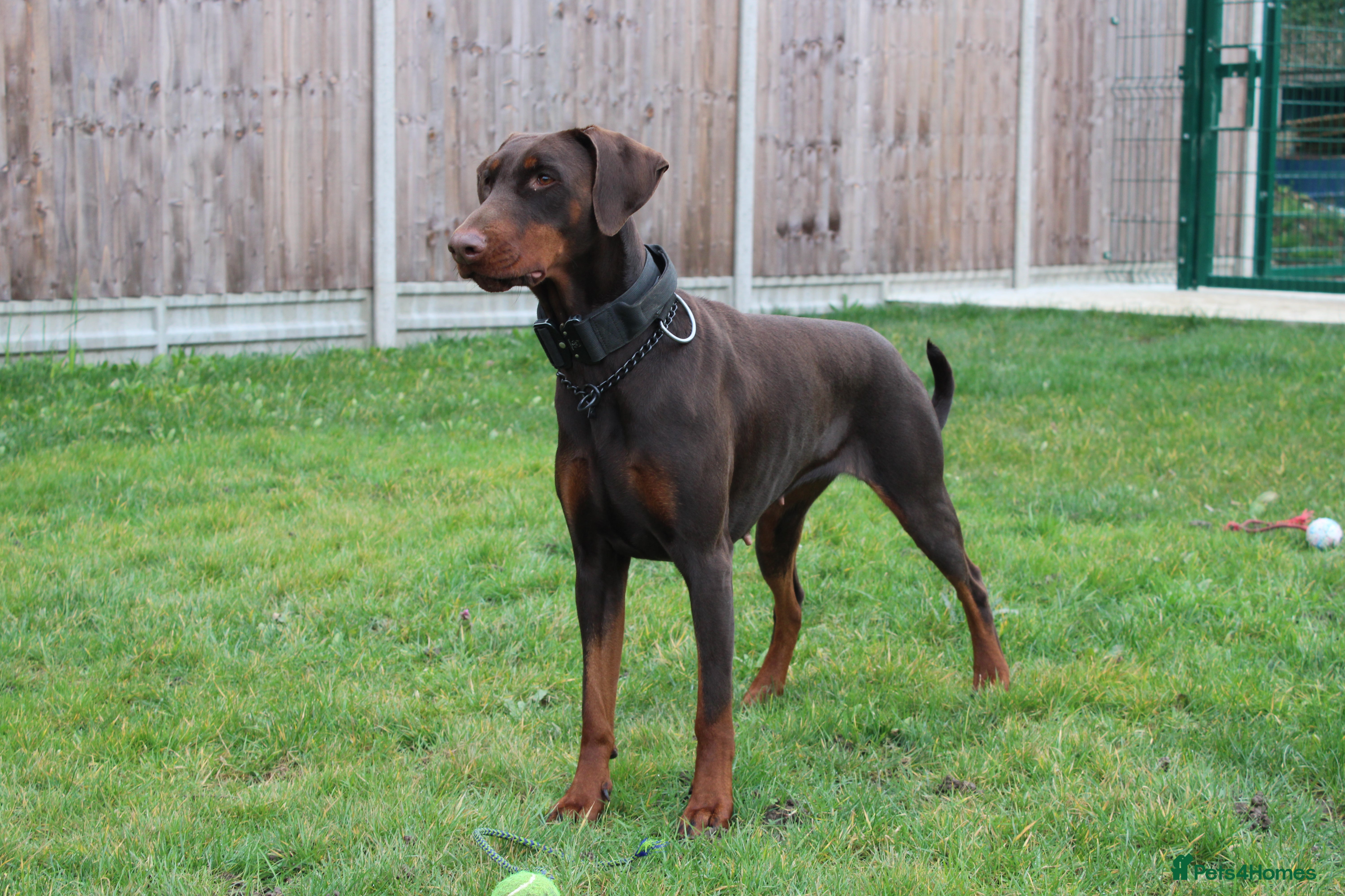 Dobermann dogs Top quality doberman  - Advert 4