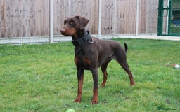 Dobermann dogs for sale: Top quality doberman  - Advert 1