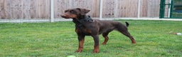 Dobermann dogs for sale: Top quality doberman  - Advert 1