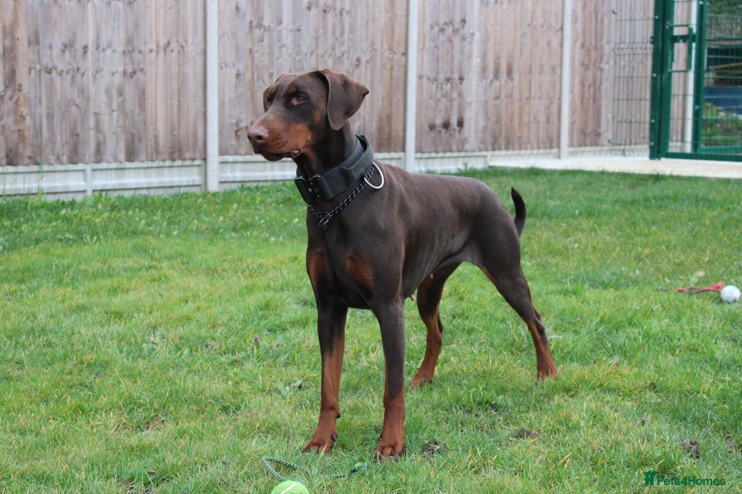 Dobermann dogs for sale: Top quality doberman  - Advert 1