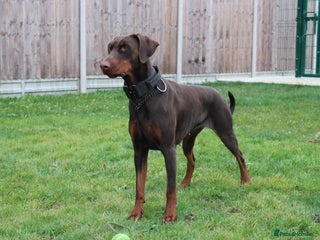 Dobermann dogs Top quality doberman - Advert 1