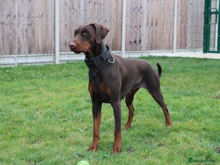 Dobermann dogs Top quality doberman - Advert 6