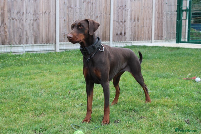 Dobermann dogs Top quality doberman - Advert 1