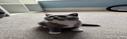British Shorthair cats for sale: 🐾British Shorthair Kittens GCCF Registered🐾 - Advert 13
