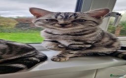 British Shorthair cats for sale: Lovely  British short hair kittens  - Image 7
