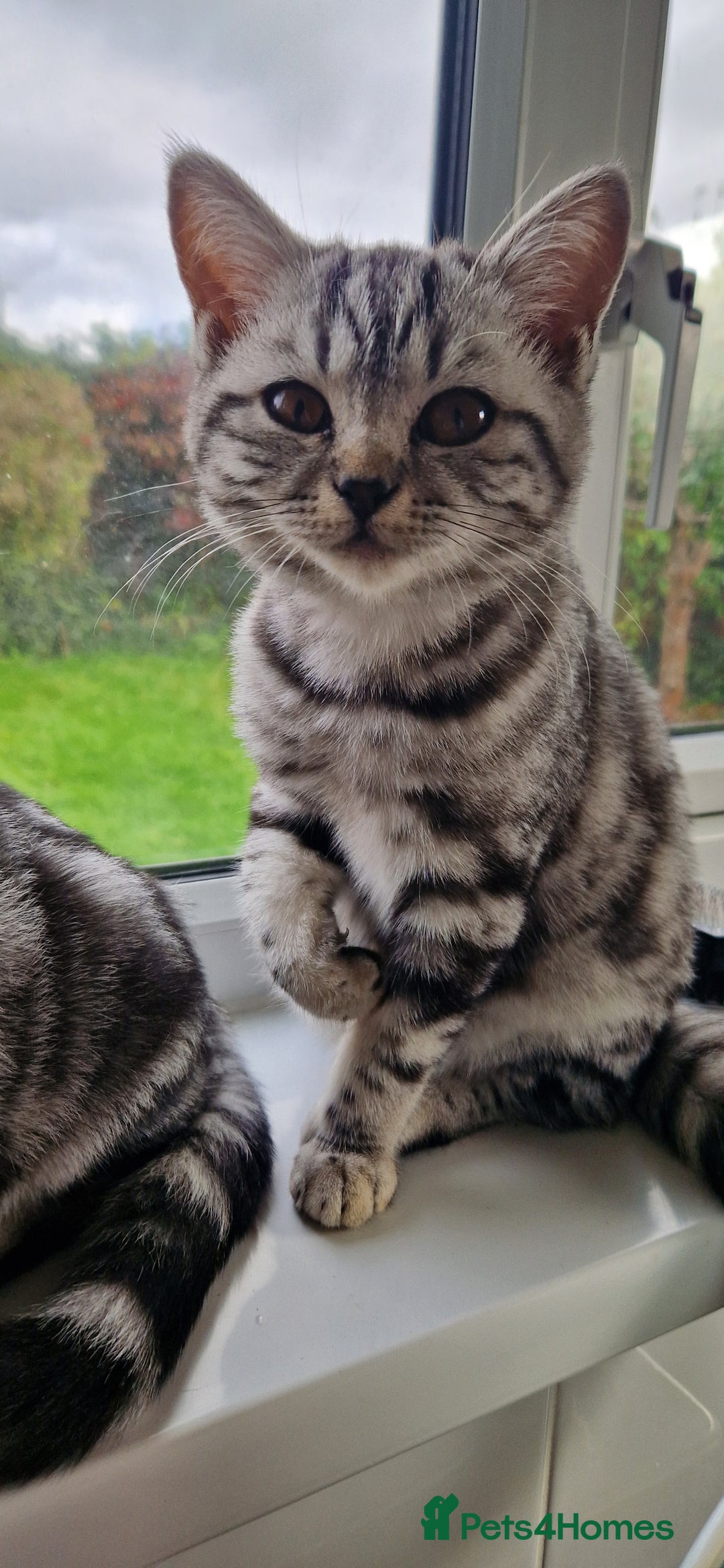 British Shorthair cats for sale: Lovely  British short hair kittens  - Image 7