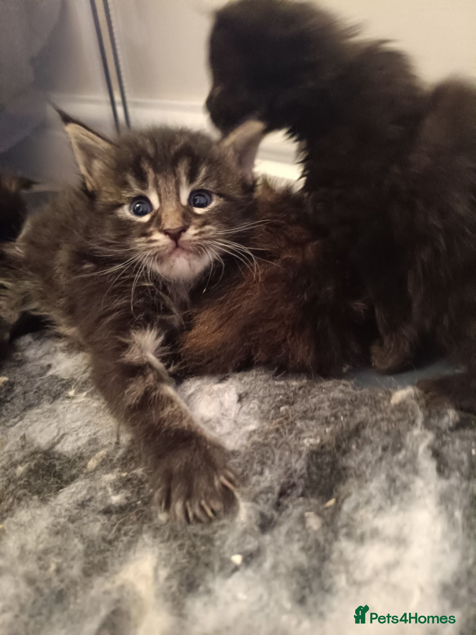 Maine Coon cats Fully health tested, Tica registered - Advert 1