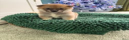 Japanese Shiba Inu dogs for sale: Bonny babies - Advert 1