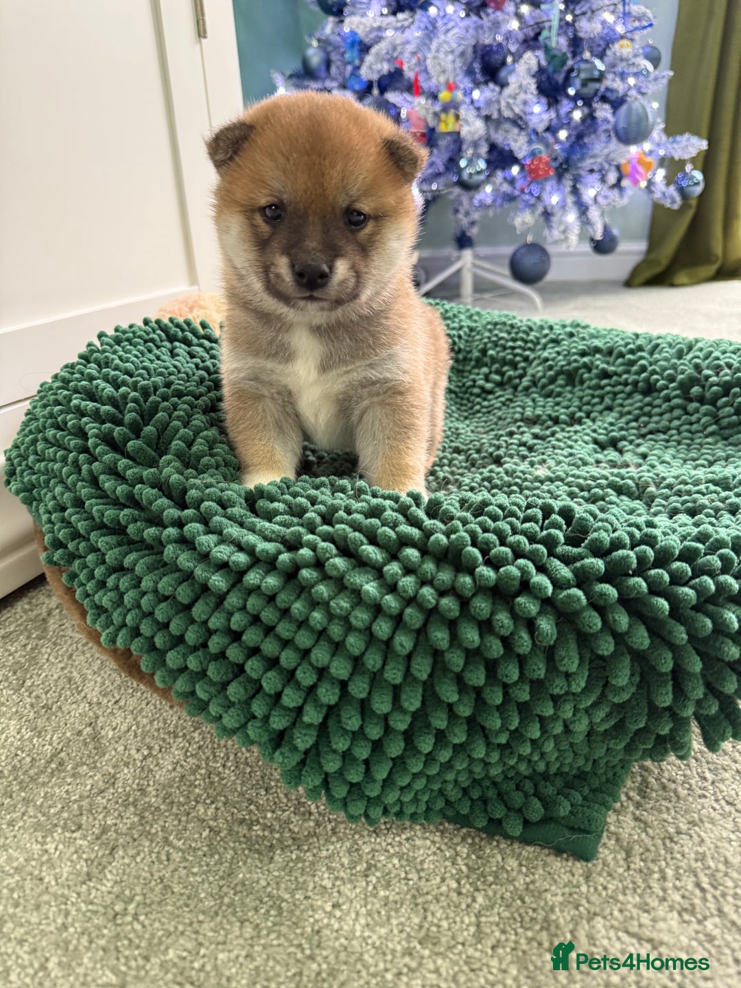 Japanese Shiba Inu dogs for sale: Bonny babies - Advert 1