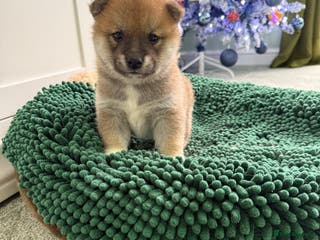 Japanese Shiba Inu dogs Bonny babies - Advert 4