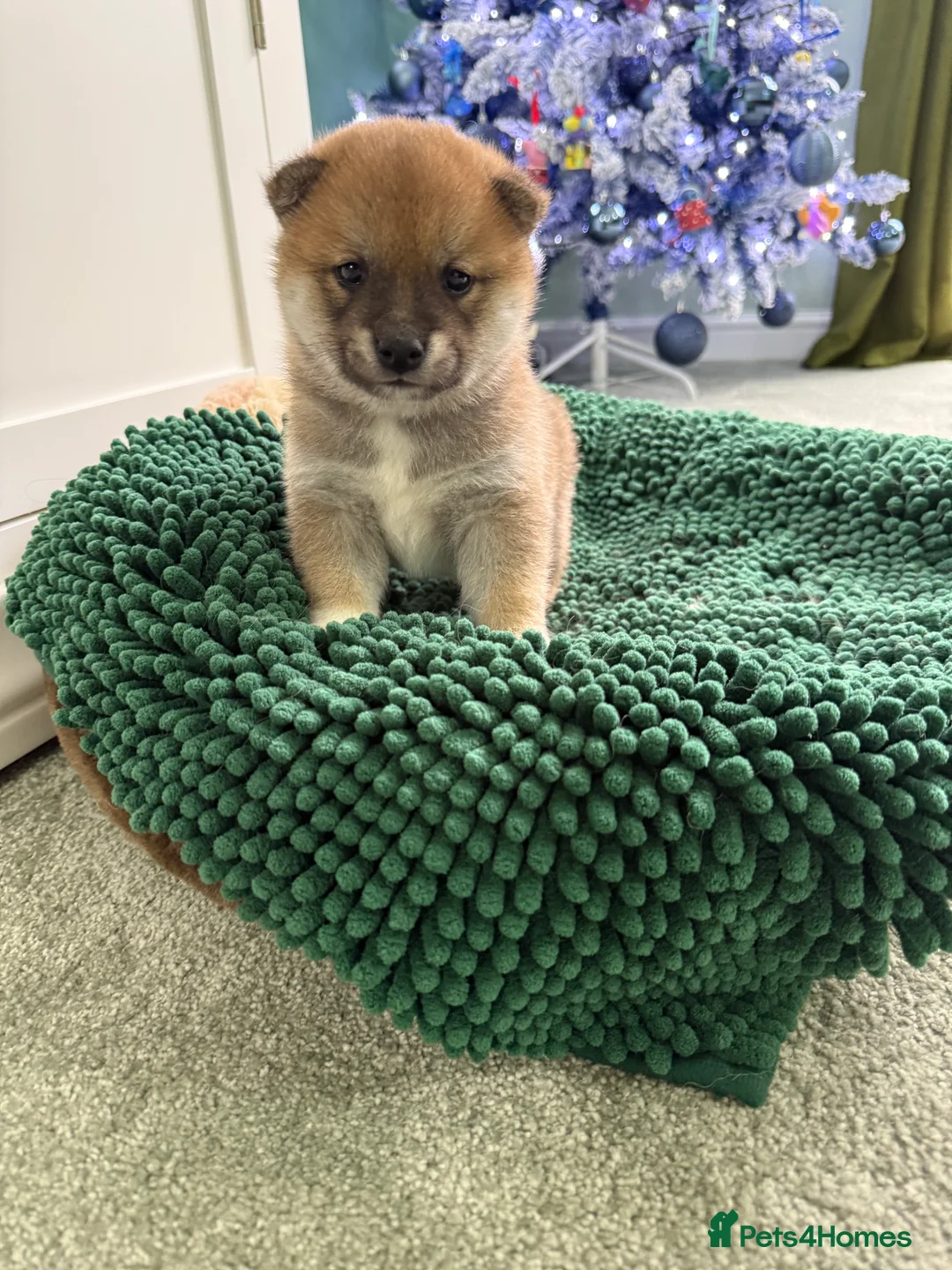 Japanese Shiba Inu dogs for sale: Bonny babies - Advert 1