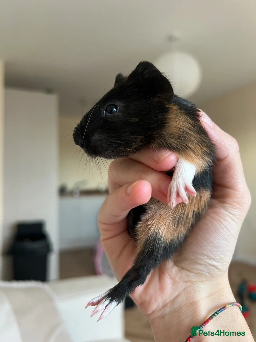 Guinea Pig rodents for sale: Male guinea pigs  - Advert 2