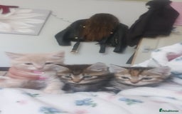 Mixed Breed cats for sale: Miss sijanda  - Image 25