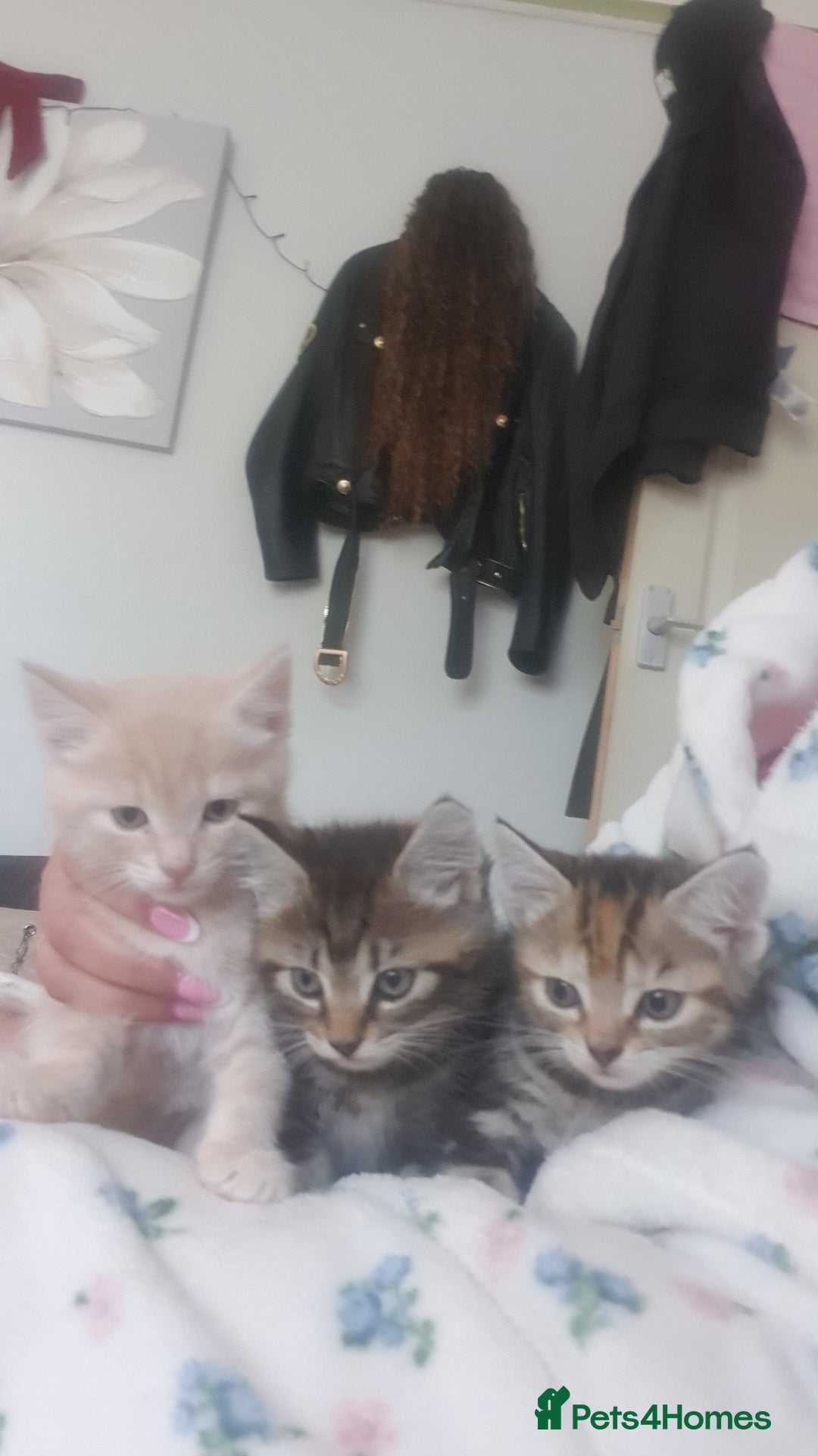 Mixed Breed cats for sale: Miss sijanda  - Image 25