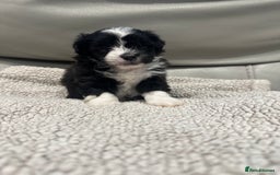 Maltipoo dogs for sale: Very small Maltipoo  - Image 5