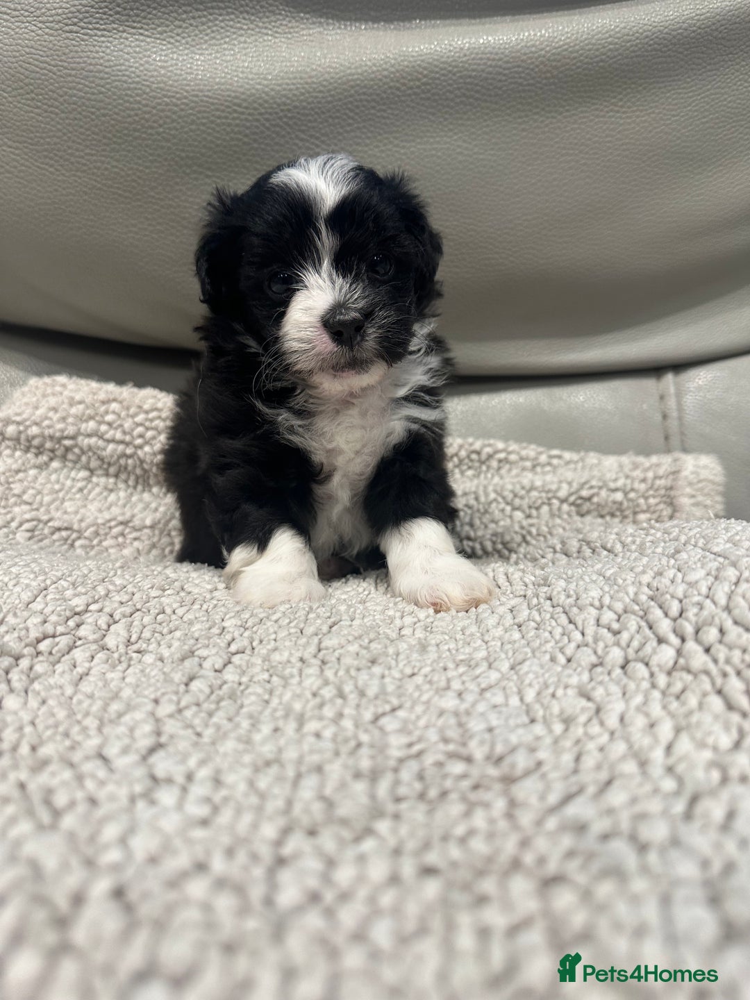 Maltipoo dogs for sale: Very small Maltipoo  - Image 5