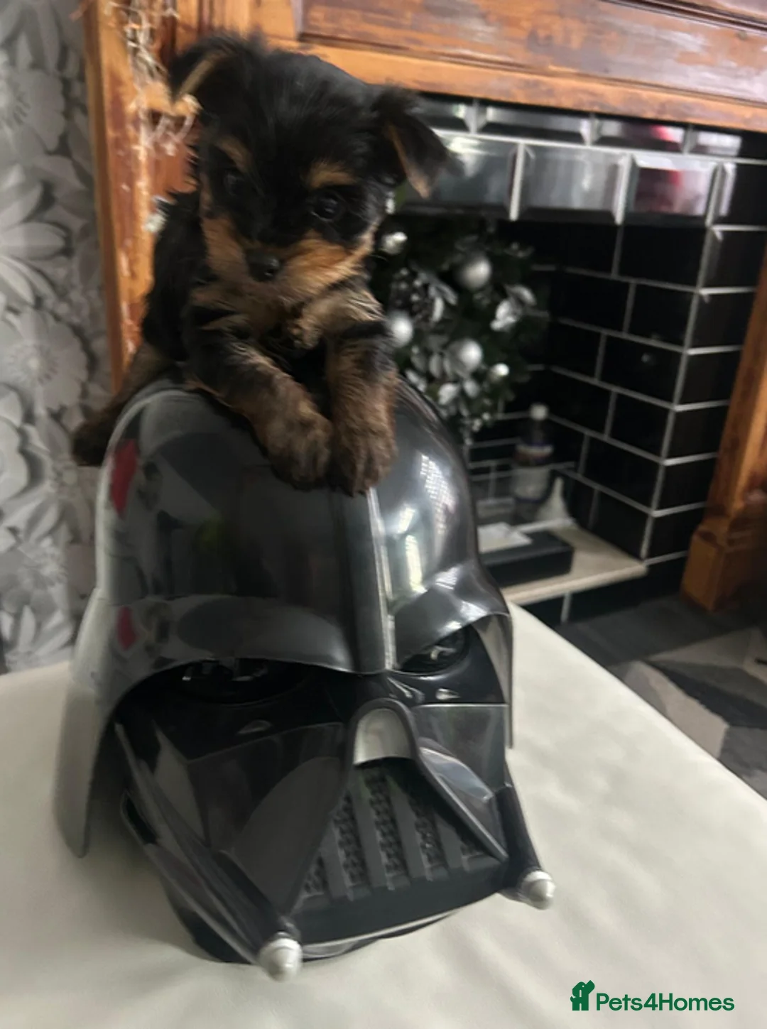 Yorkshire Terrier dogs for sale: Yorkshire terrier male puppy - Advert 4