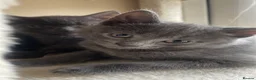 Russian Blue cats for sale: Blue Russian Kittens - Advert 6
