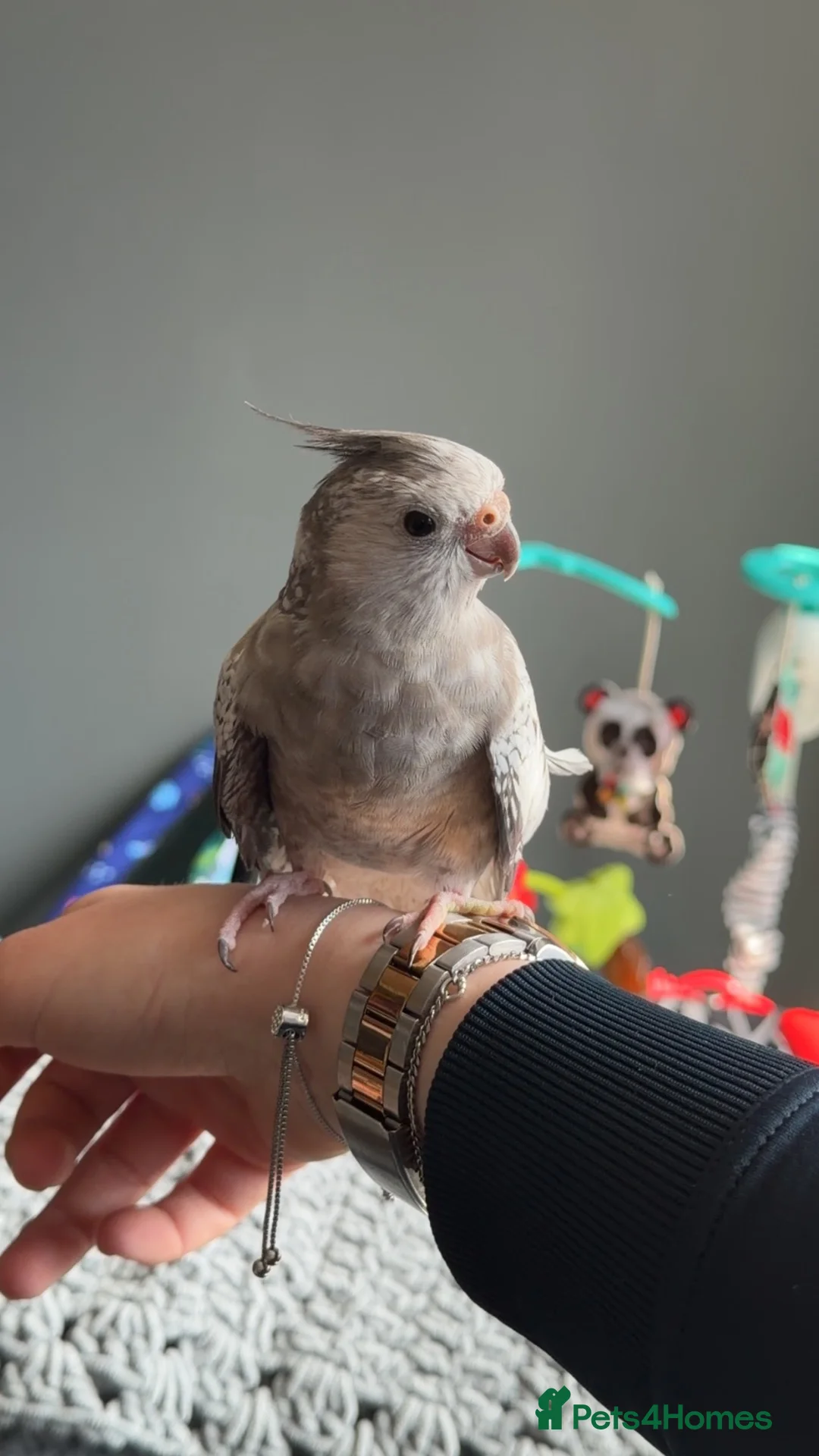 Cockatiels birds for sale: 2 male cockatiels for sale  in Chester - Advert 2