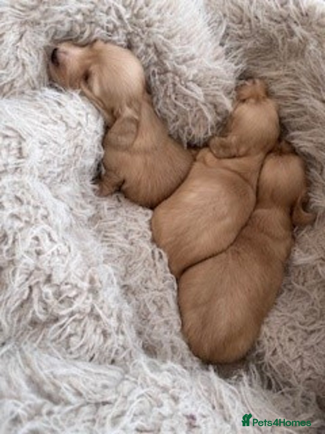Miniature Dachshund dogs for sale: Litter of Rare English Cream Dachshunds - Advert 5