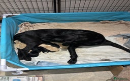 Labrador Retriever dogs for sale: Labrador Retriever puppies for  sale - Image 5